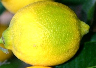 limon-8750389
